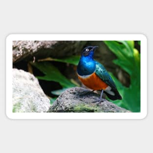 A Dashing Figure in Blue, Green, and Russet: African Superb Starling Sticker